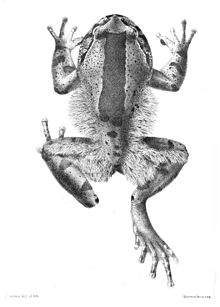hairfrog.jpg