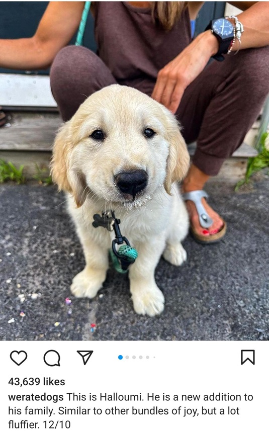 halloumi dog.jpg