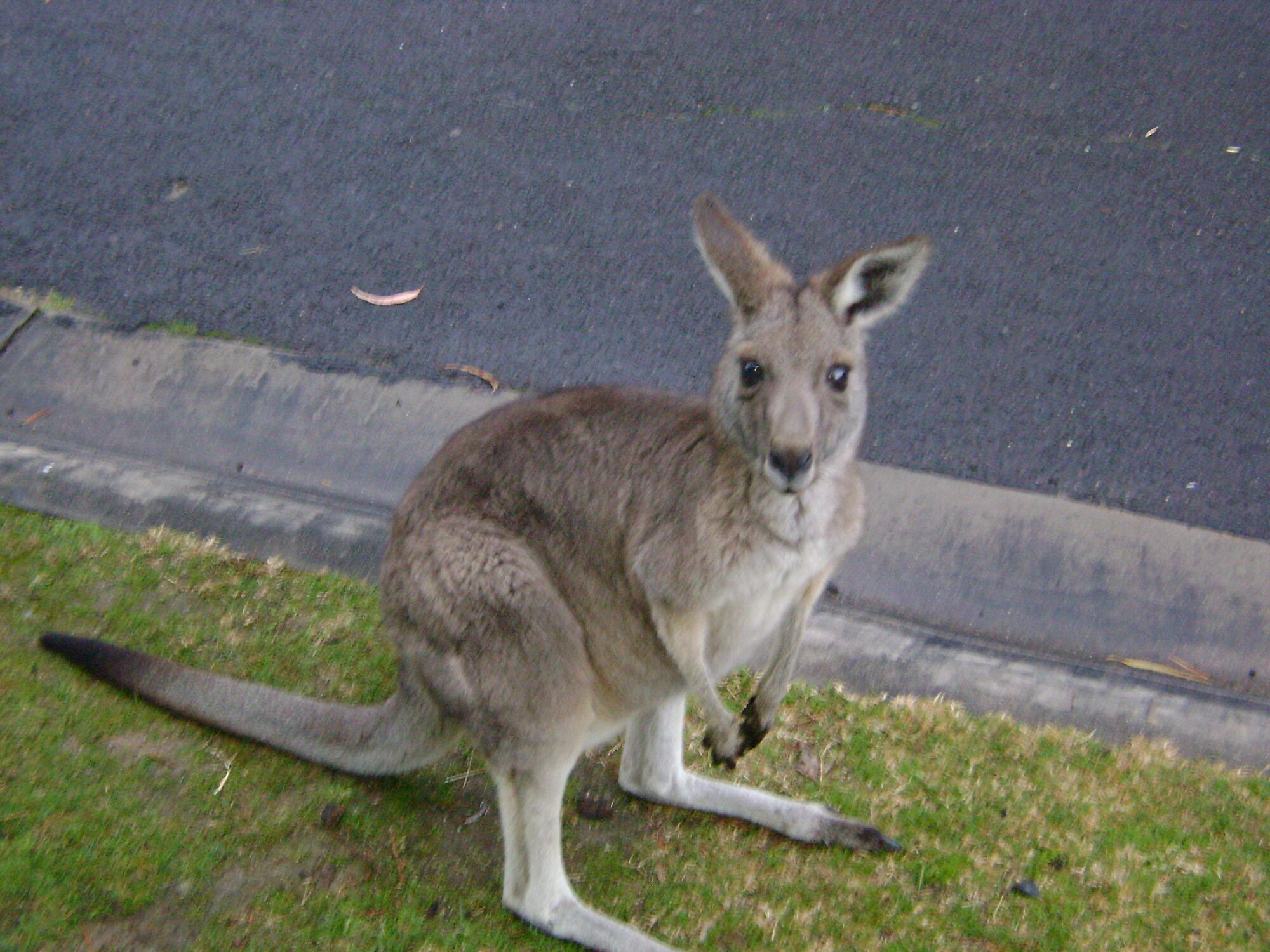 HALLS GAP ROO.JPG