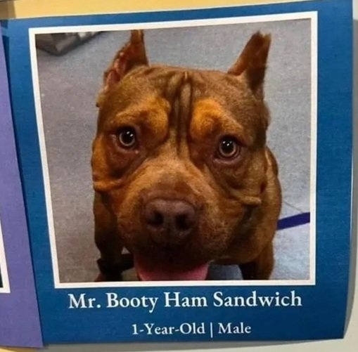 ham dog.jpg