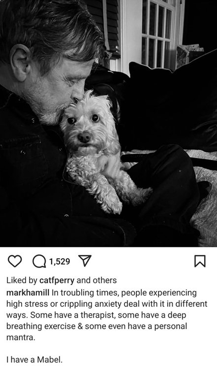 hamill dog.jpg
