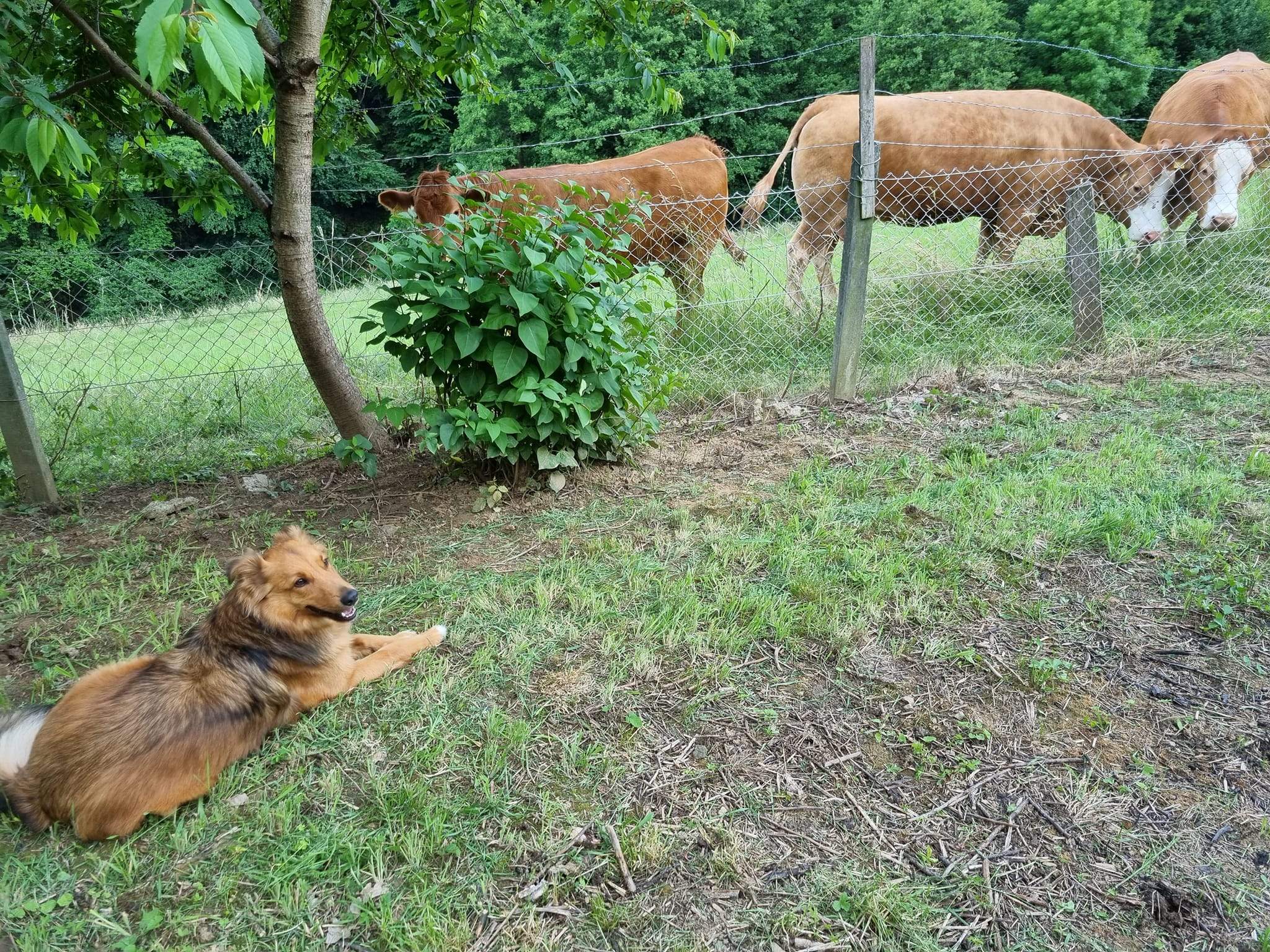Hamish&cows2.jpg