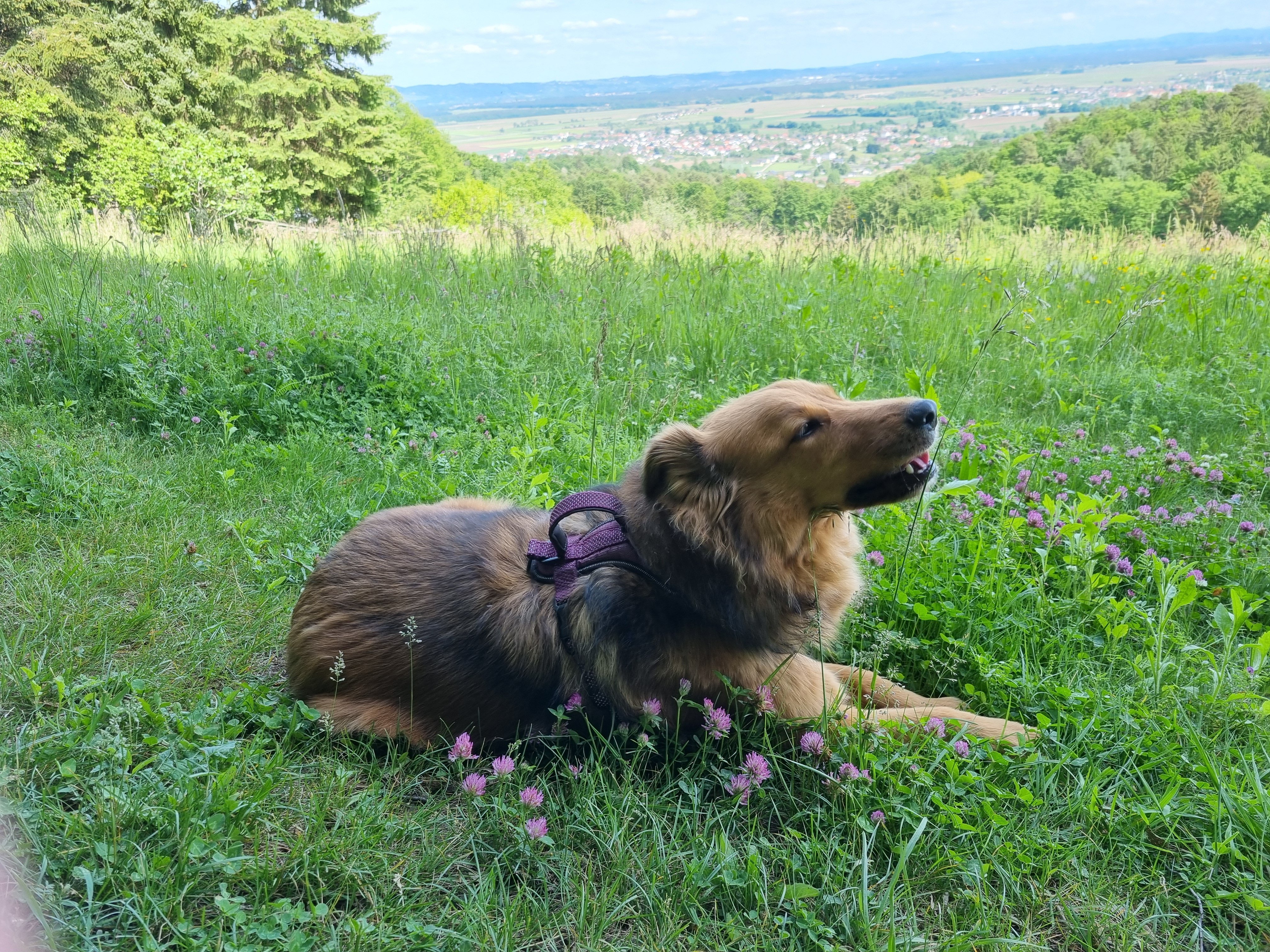 Hamish in clover.jpg