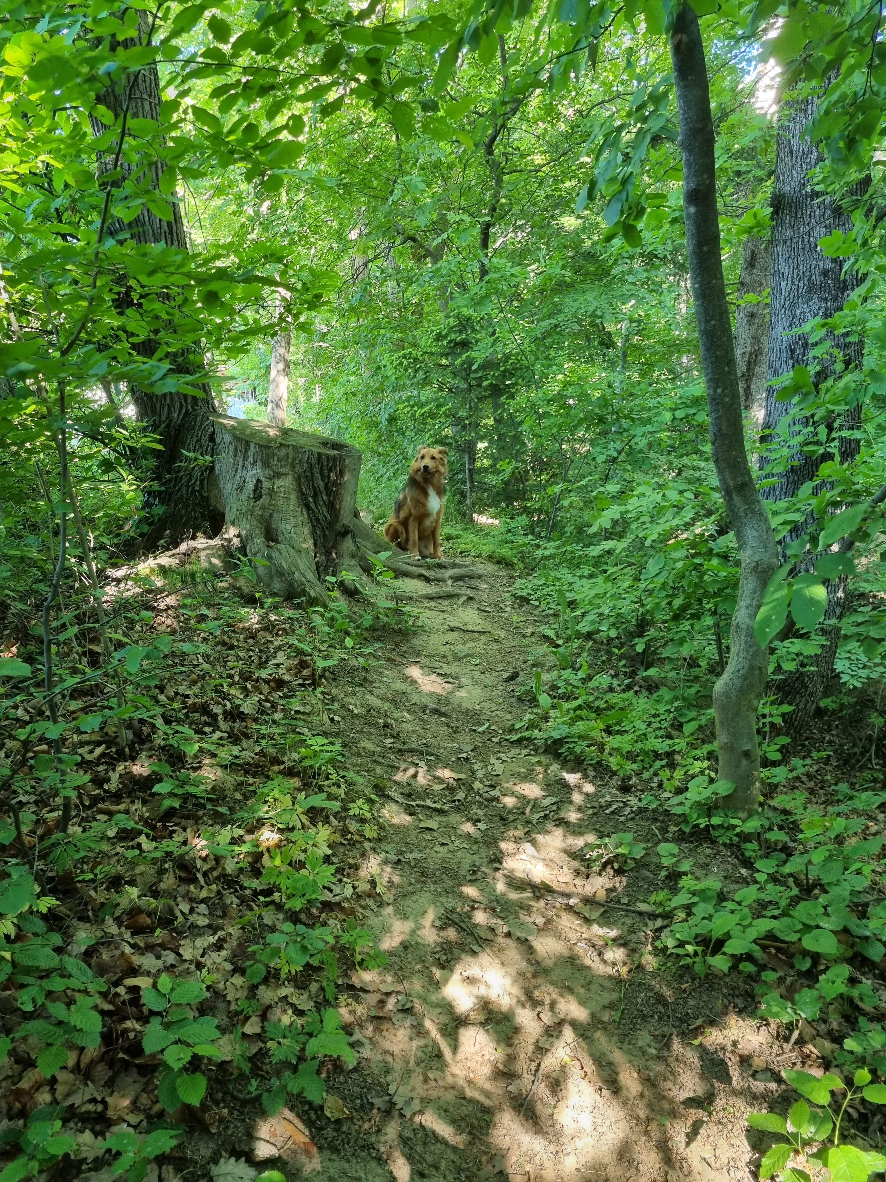 Hamish on the path.jpg