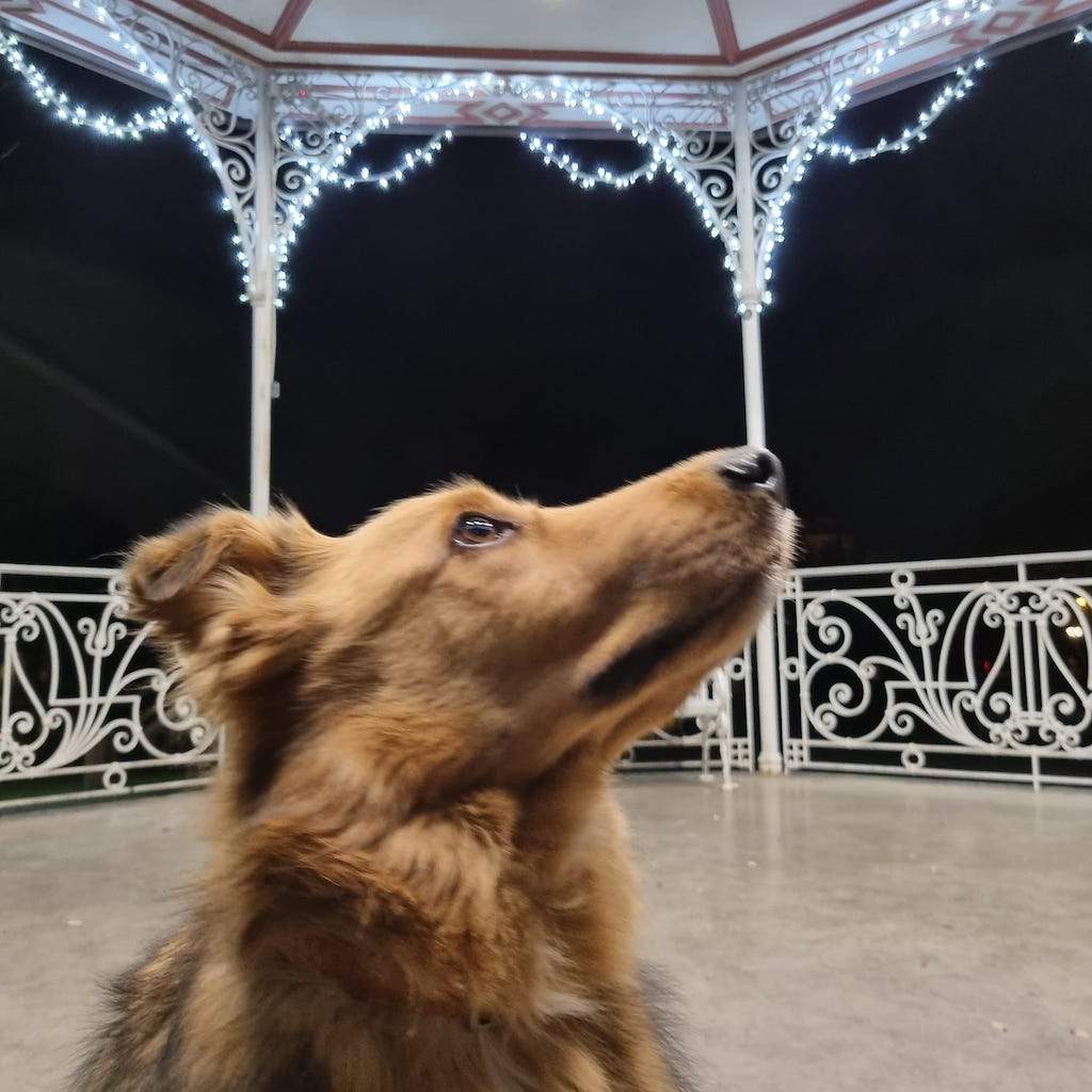 Hamish_stargazing.jpg