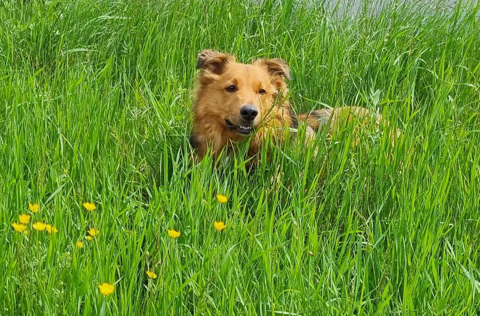 Hamishinthegrass.jpg