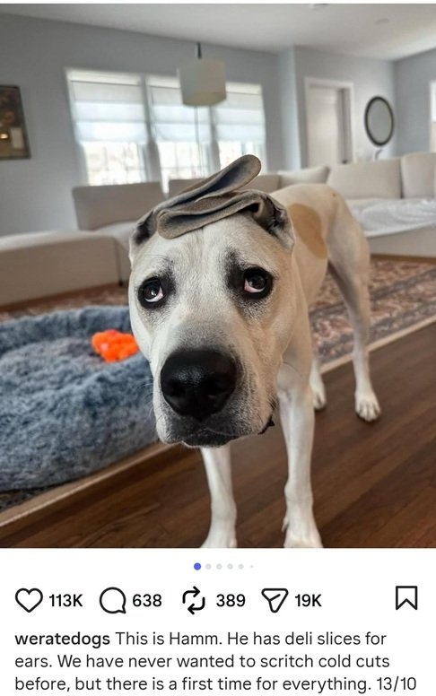 Hamm dog.jpg