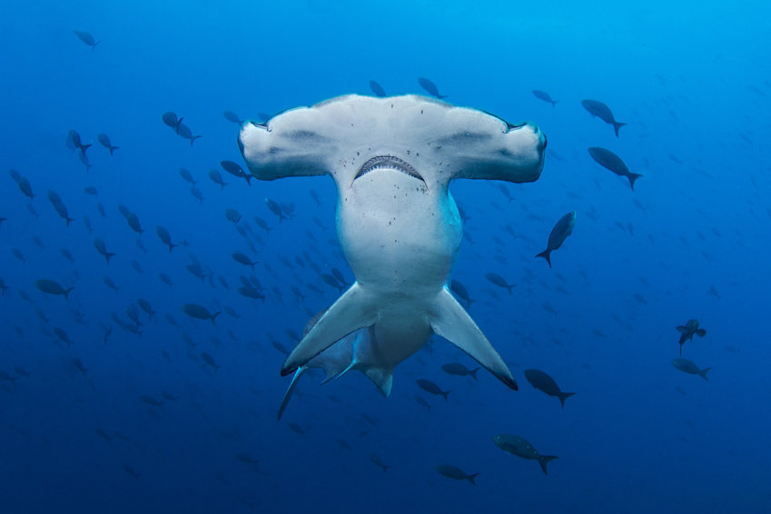 hammerhead.jpg