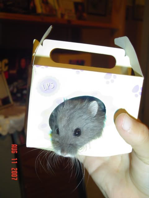 hamster002.jpg