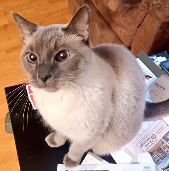 handsome cat.jpg