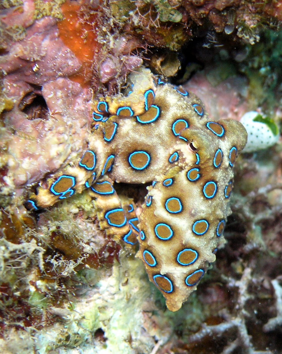 Hapalochlaena_lunulata2.jpg