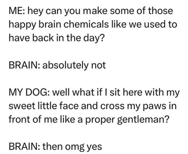 happy dog 1.jpg