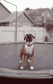 happy-dog-3639822082.gif