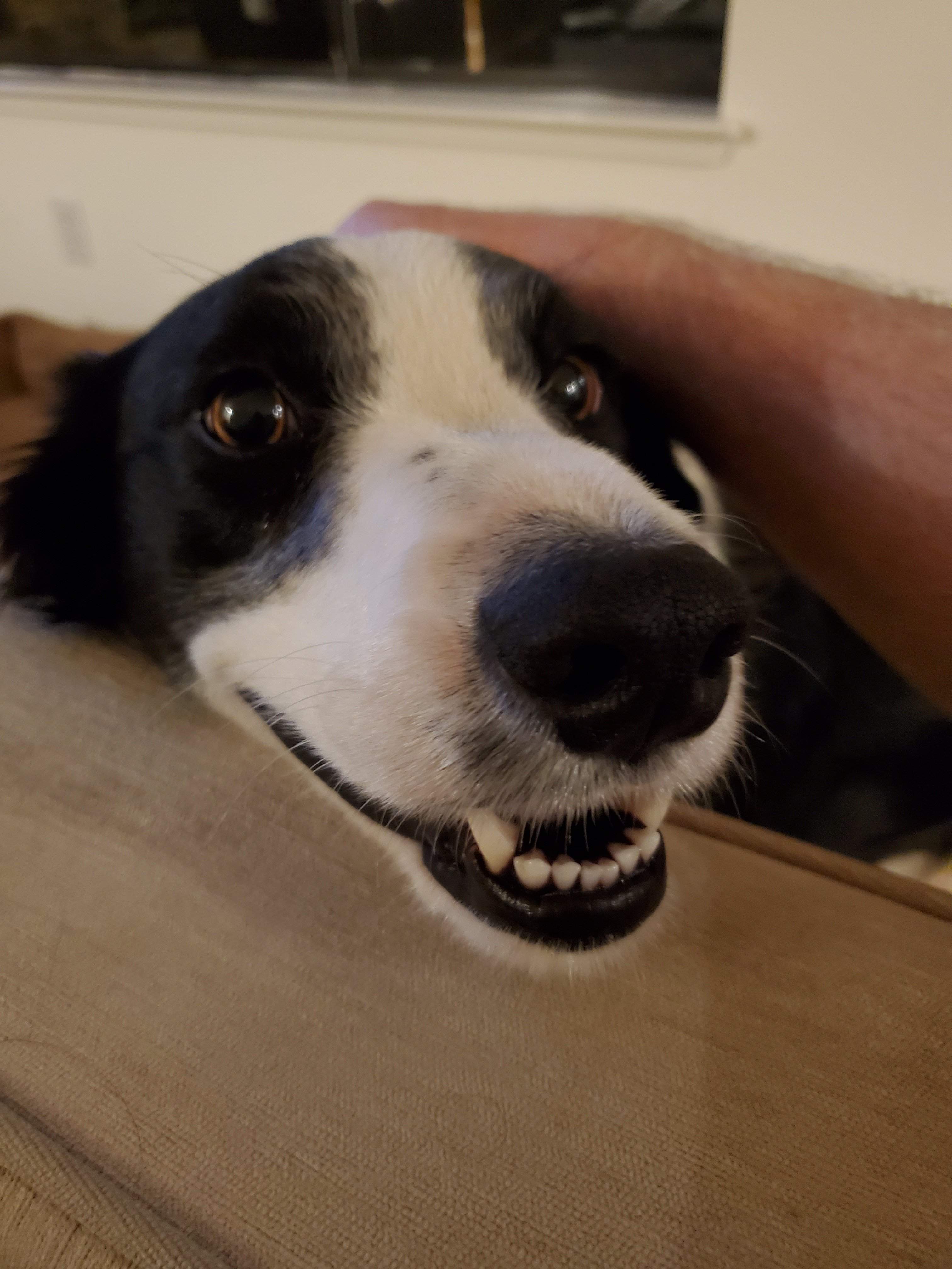 Happy Dog.jpg