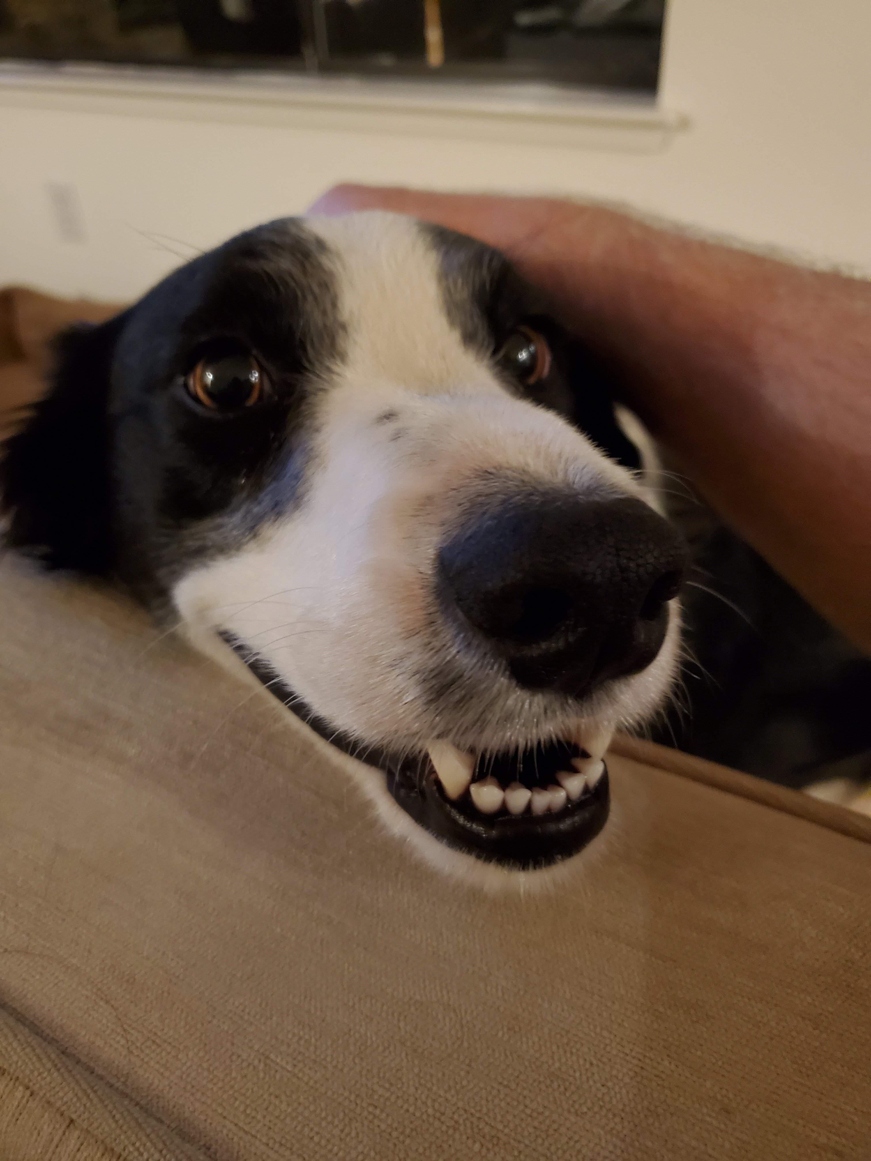Happy Dog.jpg