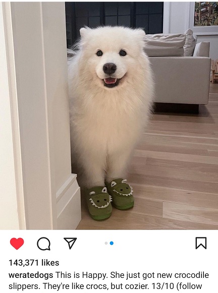 happy dog.jpg