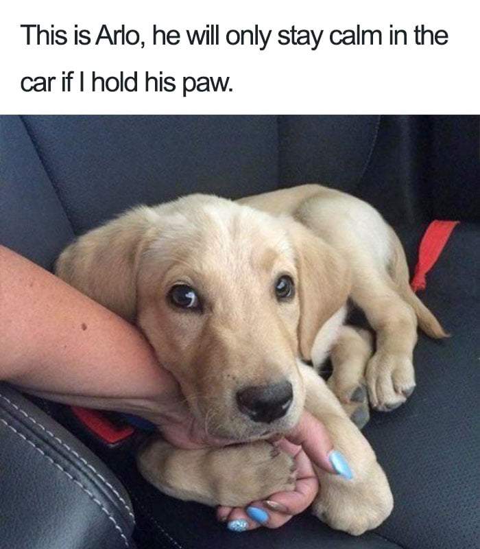 Happy-Dog-Meme-29-122028667.jpeg