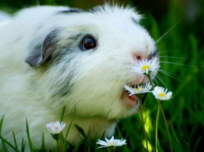 happy-guinea-pig-2.jpg