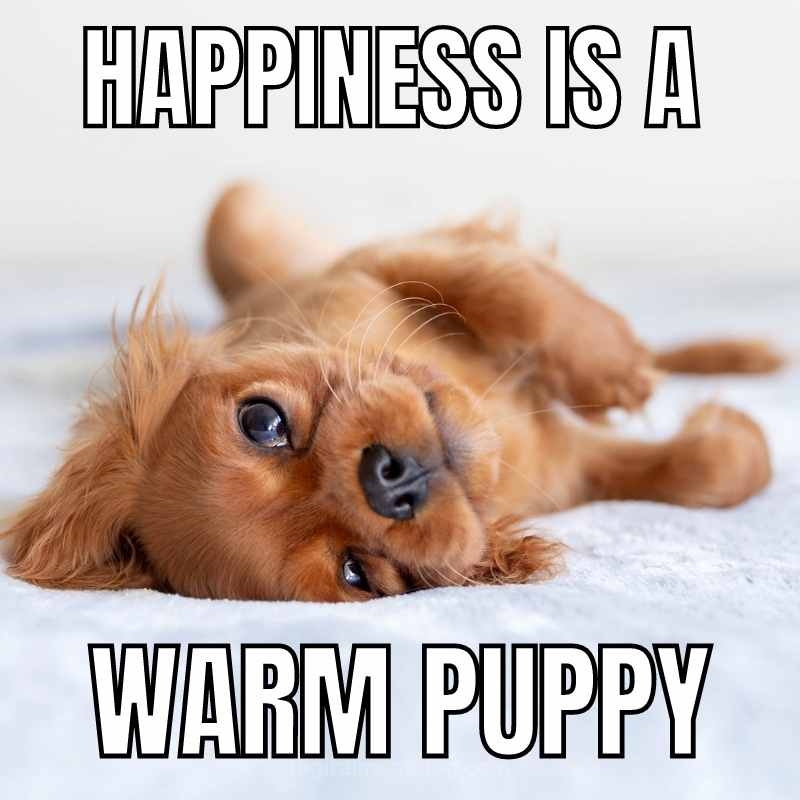 happy-puppy-meme-10678918.jpeg