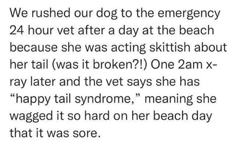 happy tail dog.jpg