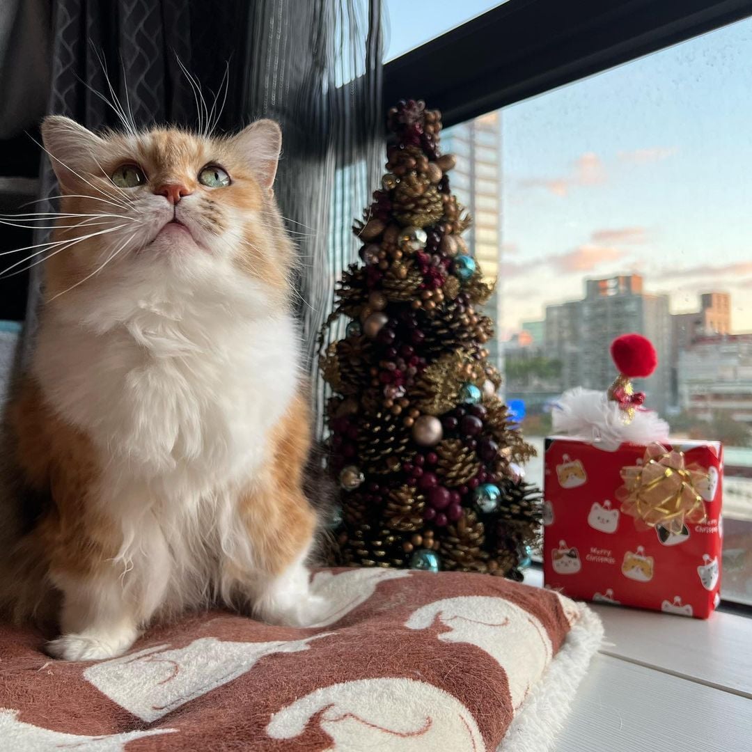 Happy Xmass.jpg