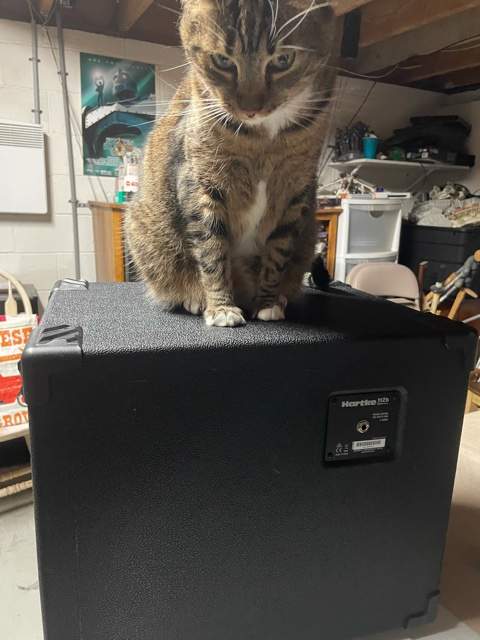 Hartke_4.jpeg