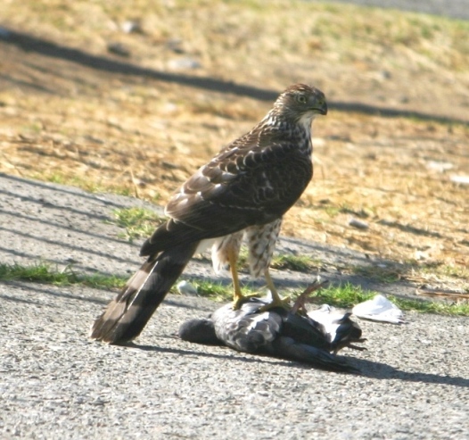 hawk.jpg