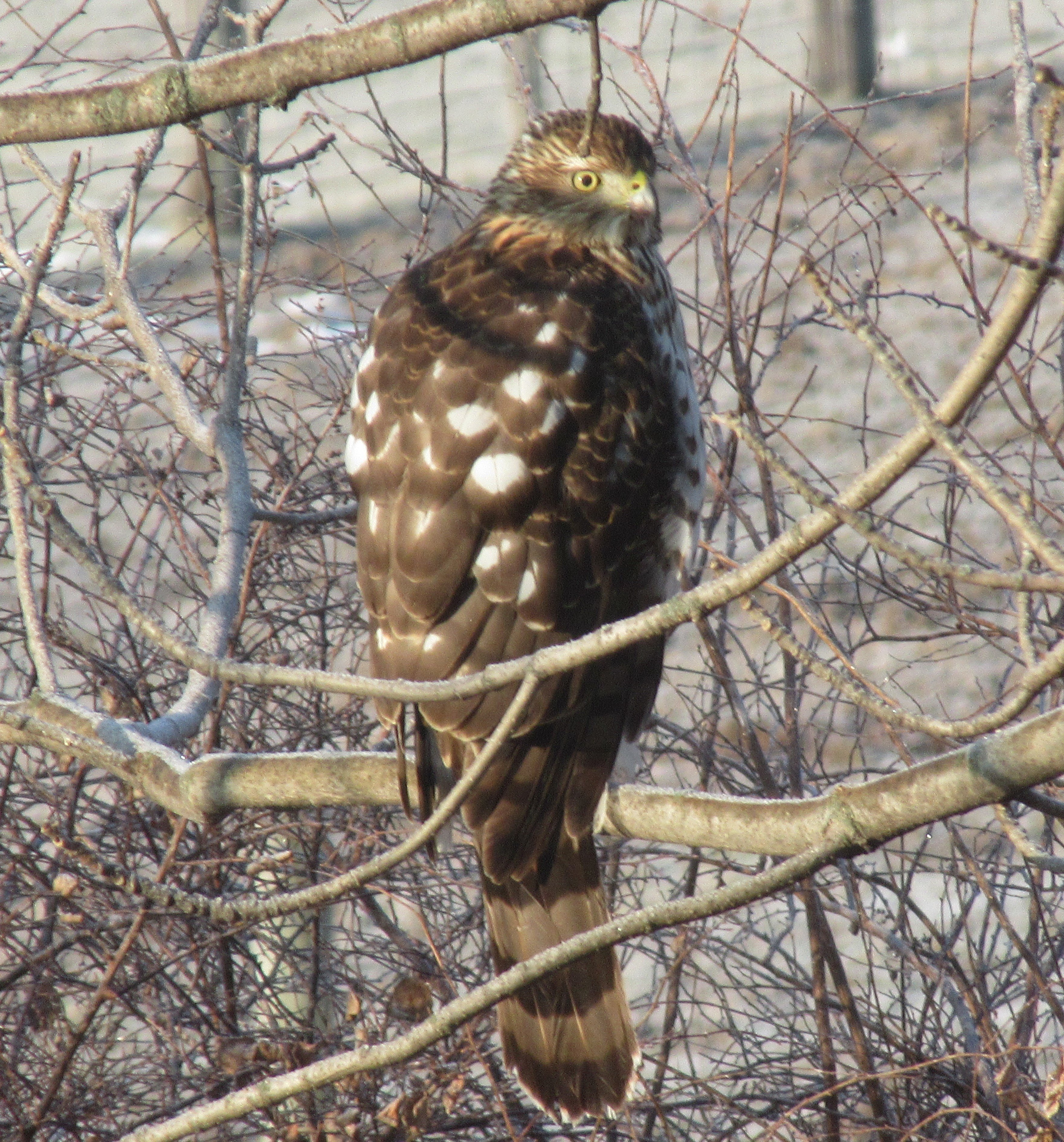 hawk.jpg