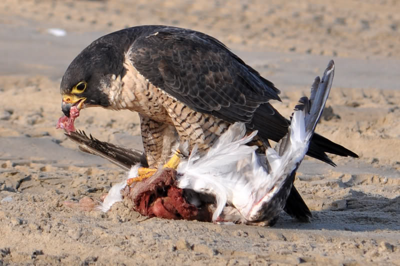 Hawk-lunch-web.jpg