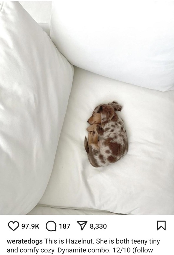 hazelnut dog.jpg