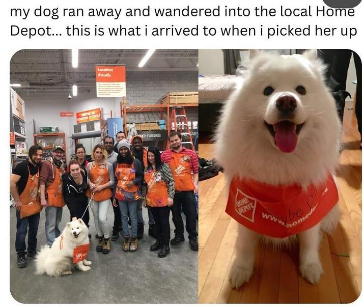 HD dog.jpg