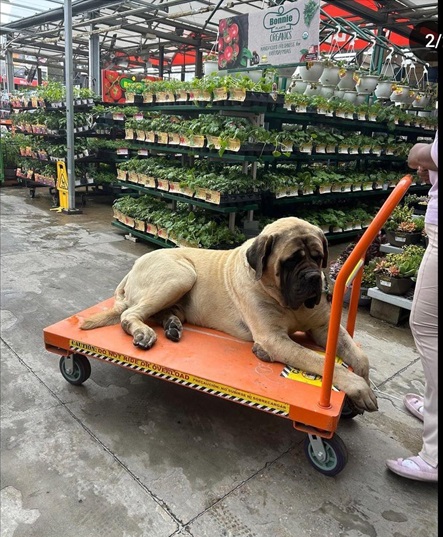 HD dog.jpg
