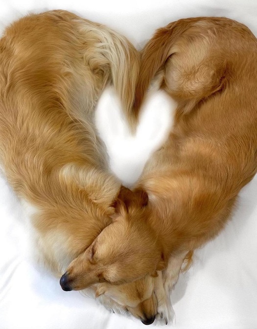 heaart dogs.jpg