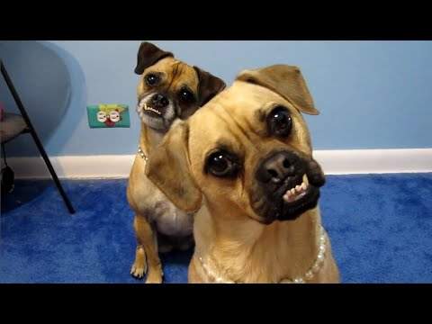 head-tilt.jpg