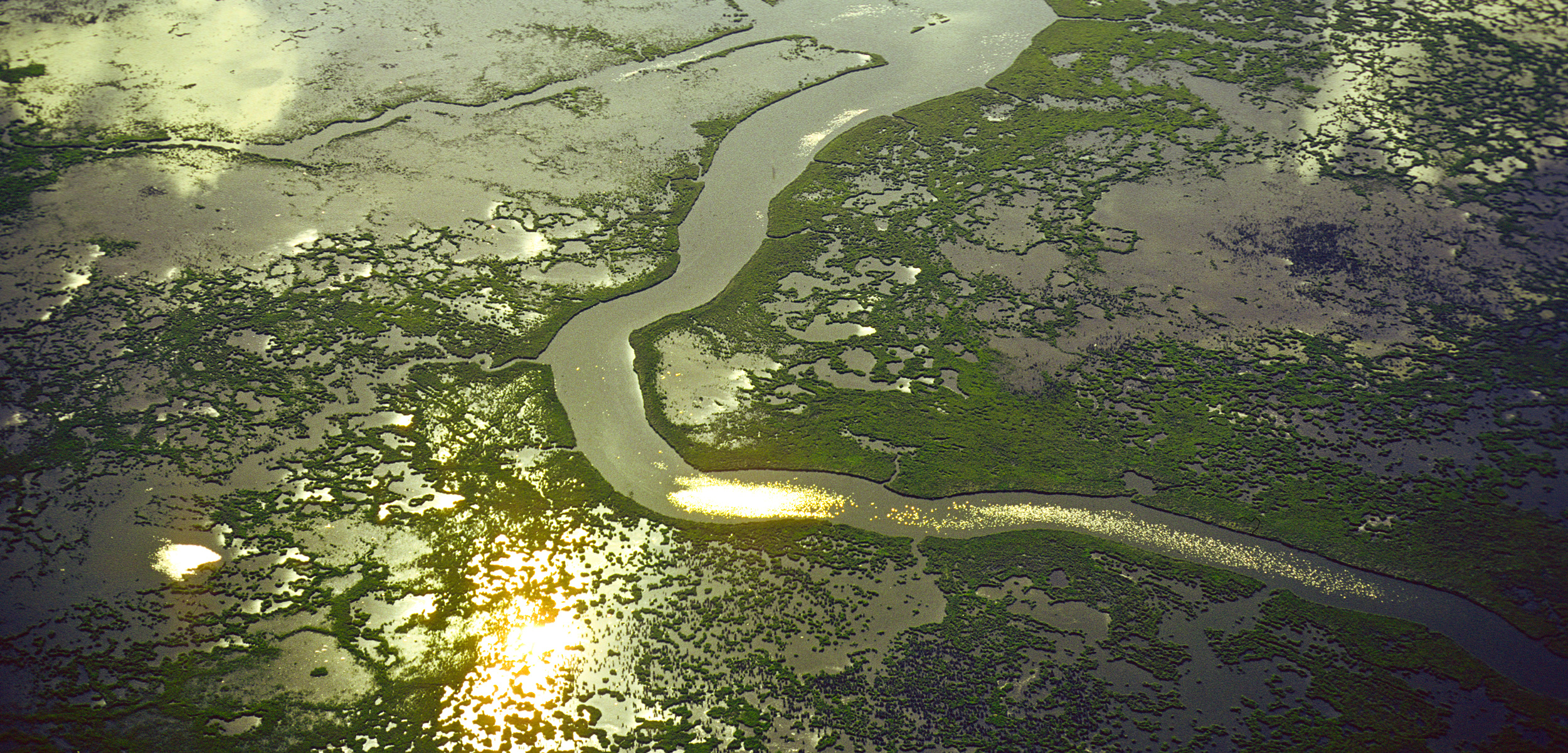 header-mississippi-delta-bugs.jpg