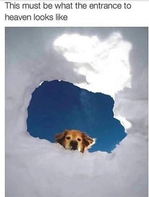 heaven dog.jpg
