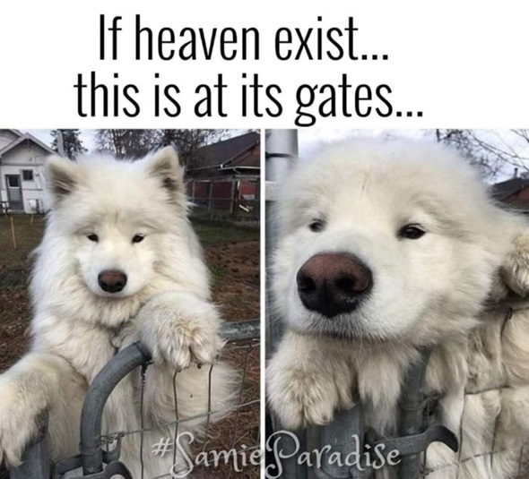 heaven dog.jpg