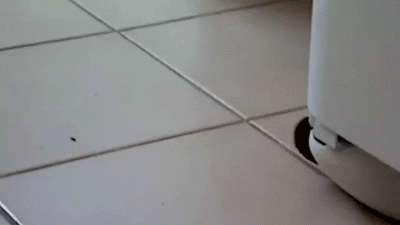 hedgehogtproll.gif