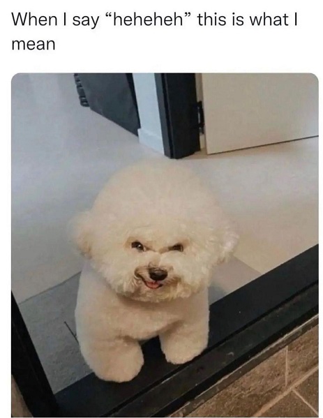 hehe dog.jpg