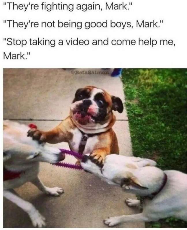 help dog mark.jpg