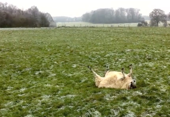 helpless-sheep.jpg