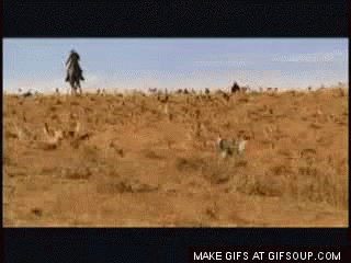 herding-cats (1).gif