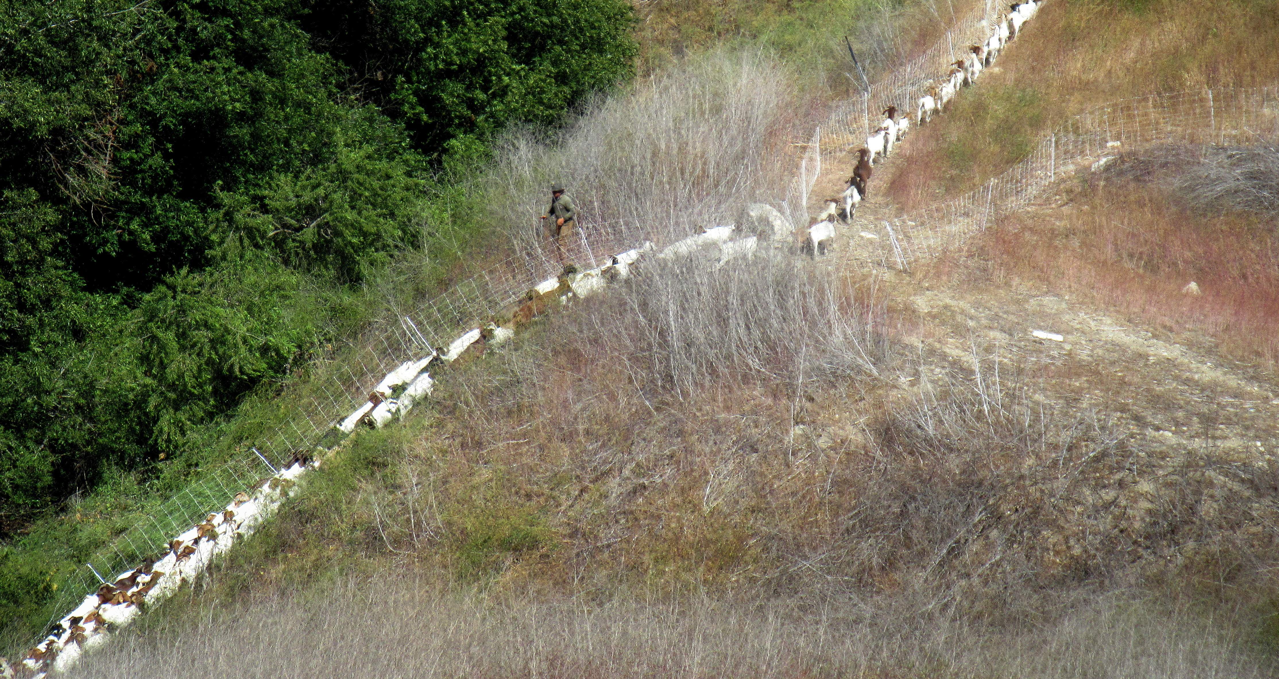 Herding the goats.JPG