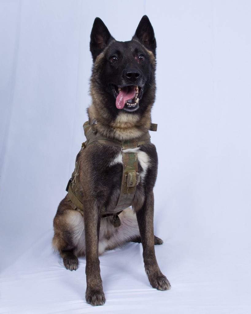hero dog.jpg