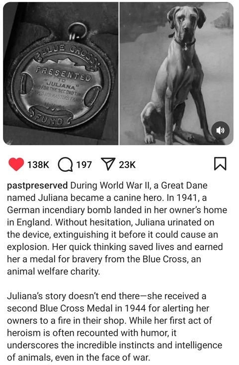 hero dog.jpg