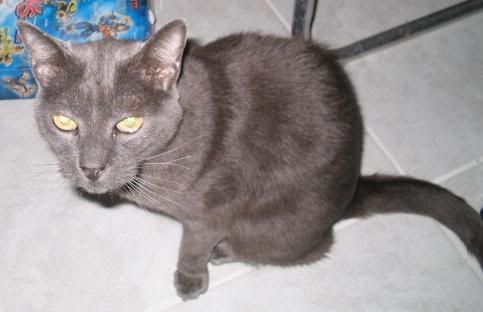 HerrCat.jpg