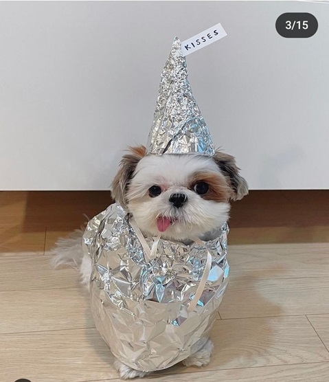 hershey dog.jpg