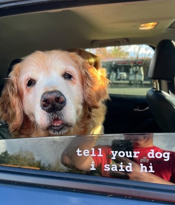 hi dog.jpg