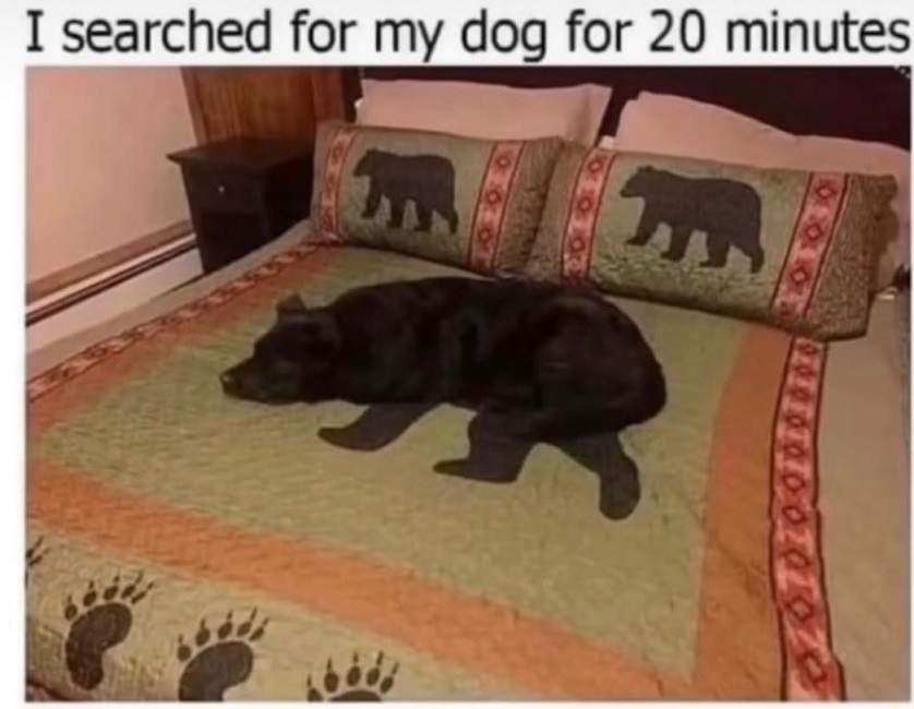 hidden dog.jpg