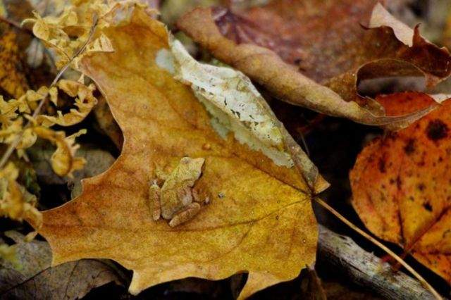hidden frog.jpg